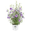 Proven Winners 2 Gal. Paraplu Violet Rose of Sharon (Hibiscus)