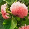 50pcs Pink Pooh Sunflower Seeds - Unique Pink Blooms, Non-GMO,