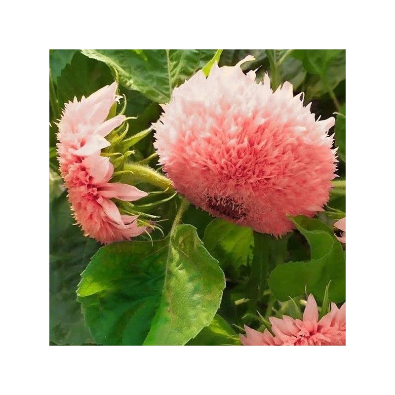 50pcs Pink Pooh Sunflower Seeds - Unique Pink Blooms, Non-GMO,