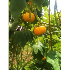 TomorrowSeeds - Jack-Be-Little Pumpkin Seeds - 30+ Count - for 2025 Planting Miniature Orange Pumpkins Untreated Heirloom Baby Cinderella Fall Squash Vegetable Grow Your Own Home Farm Patio Healthy