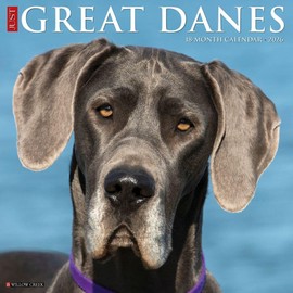 Great Danes 2026 12" x 12" Wall Calendar