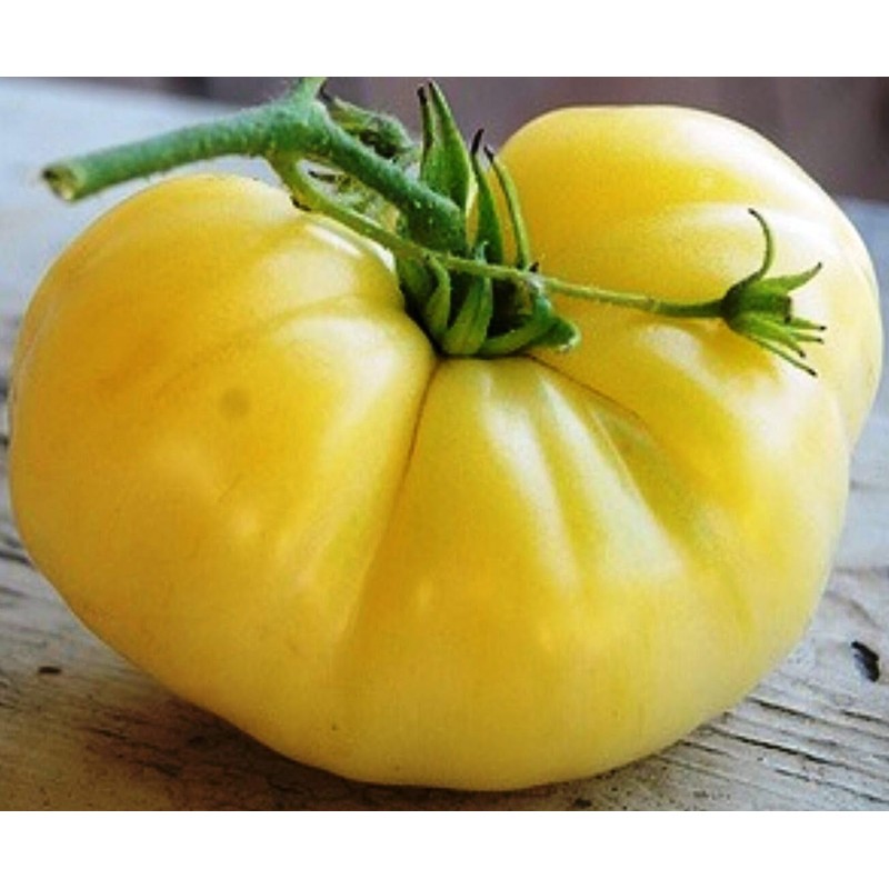 Seeds4planting - Seeds Snow Great White Beefsteak Tomato Giant Heirloom