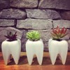 Hedume 6 Pack Tooth Shaped Planter Pots, Small Cute Flower