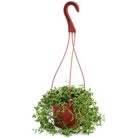 Shop Succulents | String of Dolphin Succulent | Hand Selected for Health and Size House Plant, 6 inch