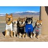 ChoChoCho Stylish Streetwear Blue Dog Sweatshirt Tracksuits, Cats Hoodies, Dog