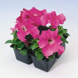 Outsidepride Petunia Grandiflora Pink - 250 Seeds