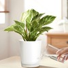 LESOASIS 4 Inch 5 Pack Small Self Watering Pots for