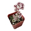 FOLIAGEMS Live Succulent Cactus Plants from USKC (2" Pot) (Crassula