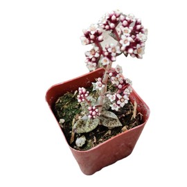 FOLIAGEMS Live Succulent Cactus Plants from USKC (2" Pot) (Crassula Tiger Jade)