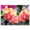 Orchid - A Flower Wonder (Wall Calendar 2026 DIN A3