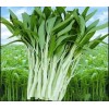 Seed-Top 100+ Seed Water Spinach White for Yard & Garden