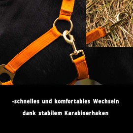 Horse Halter for Warm-Blood, Thoroughbred and Cold-Blood – Stable Halter, Field Halter, 2 Adjustable Positions on Chin Strap and Headpiece, Safe & Tear-Resistant