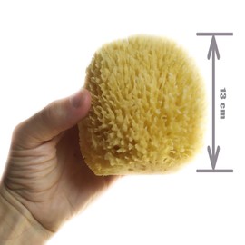 Natural Sponge Large 13 cm Premium Quality Grass Durable Large Pore 100% Natural & Organic Bath Sponge from the Mediterranean Sea Sponge