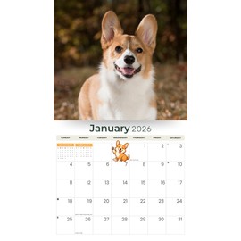 2026 Corgis Dog Deluxe Wall Calendar | Pembrokes Corgi Butts | 12" x 13.3" | Plastic Free | 16-Month | Plastic Free | Home & Office Organizer | Monthly View | Major Holidays