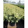 Osmanthus heterophyllus 'Goshiki' (False Holly) Evergreen, #2 - Size Container