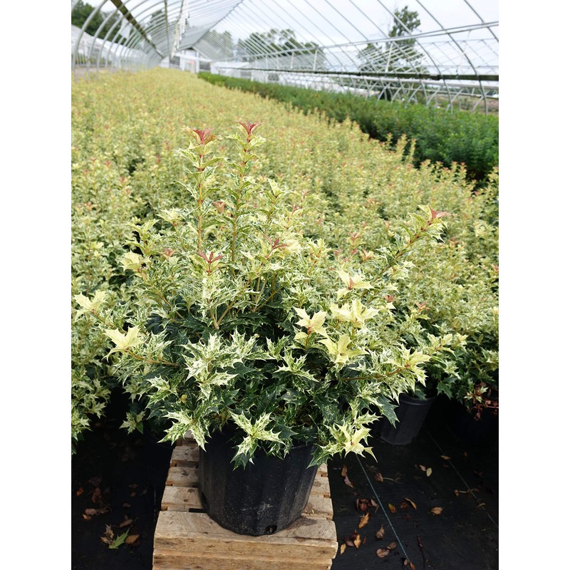 Osmanthus heterophyllus 'Goshiki' (False Holly) Evergreen, #2 - Size Container