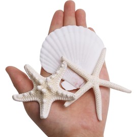 Starfish and Scallop Shells for Crafts 12PCS, Large Seashells 3"-4" Bulk Sea Shells for Decor Kids Beach Theme Party Painting Wall