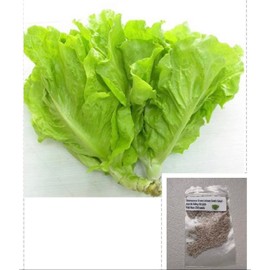 250 Seeds Bag Hạt Giống Rau Xà Lách Việt NAM - Hạt hiếm có - phát triển mạnh nhanh - Asian Lettuce-Diaspora Asian Seeds