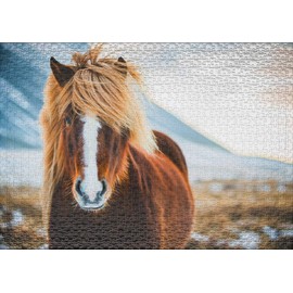 Ulmer Puzzleschmiede - Puzzle Icelandic horse in winter: 1000 pieces jigsaw puzzle - pretty horse puzzle: beautiful Iceland pony in front of winter nature in Iceland