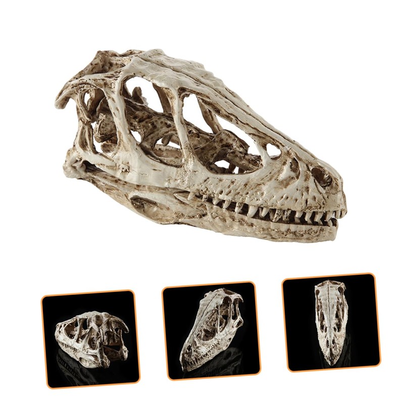 VILLFUL Unique Dinosaur Skull Model Skull Specimen Attractive Design for