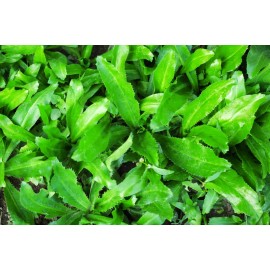 Fresh 200++ CULANTRO SEEDS,Mexican Coriander DE ALCAPATE CILANTRO ANCHO CULANTRO RECAO - 200++ Seeds