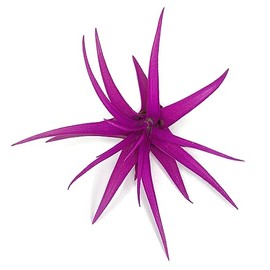 Colored Capitata Air Plant, Tillandsia Air Plant, Airplant, Air Purification, House Plant, Home Decor & Gift, Live Plant (Pink)