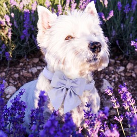 Maca Bates Dog Collar with Bow for Dogs Lavender Collars Solid Colors Sailor Bow Tie Purple Adjustable Soft Durable Breakaway Violet Lilac Orchid Colar for Small Medium Large XL Girl Female Puppy