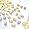 50pcs, Grey Conch Shells, Shell Beads, Bracelet Making, for Bracelet