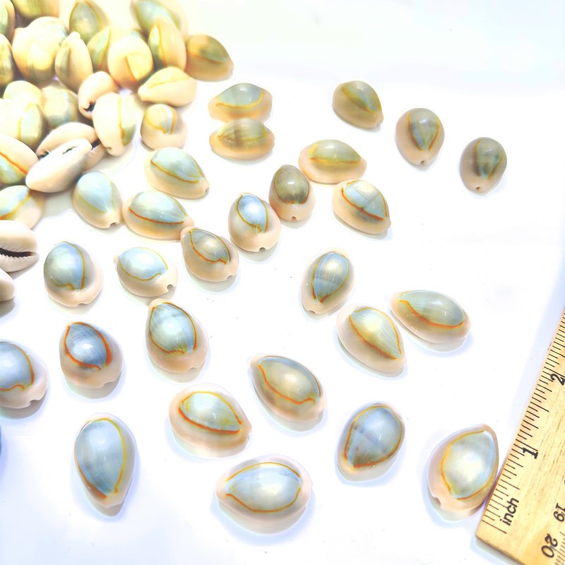 50pcs, Grey Conch Shells, Shell Beads, Bracelet Making, for Bracelet
