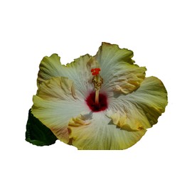 Evangeline or Evangaline Tropical Exotic Fancy Hibiscus Live Plant Yellow White Pink Ruffled Single Flower Starter Size 4 Inch Pot Emerald TM