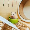 HOMURY Set of 4 Hamster Ceramic Feeding Bowls, Bowls for