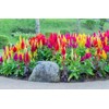 SeedsUP - 250+ Seeds Plumed Cockscomb Mix - Celosia -