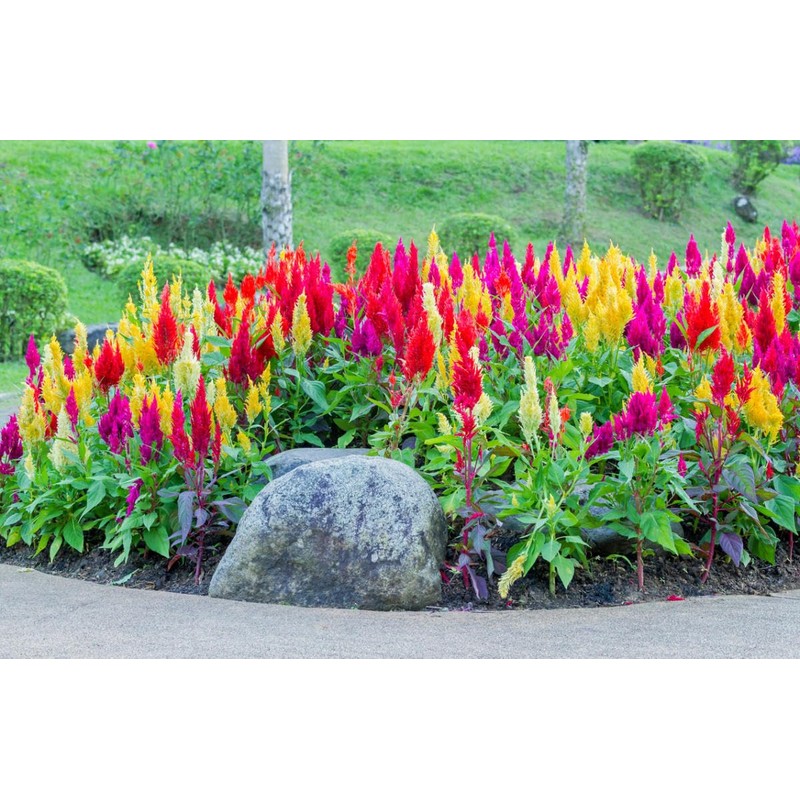 SeedsUP - 250+ Seeds Plumed Cockscomb Mix - Celosia -