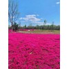 Thyme Seeds 2000 Mix Red Creeping Seeds for Planting- Wooly