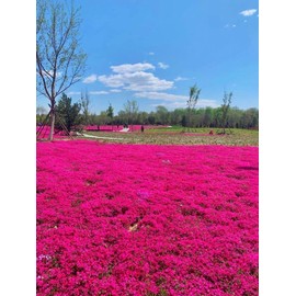 Thyme Seeds 2000 Mix Red Creeping Seeds for Planting- Wooly Thymus Dwarf-Elfin Common Perennial Flower