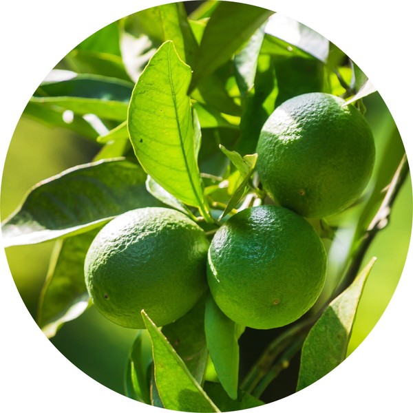 Living Libations Petitgrain, Limetta Essential Oil, 5ml