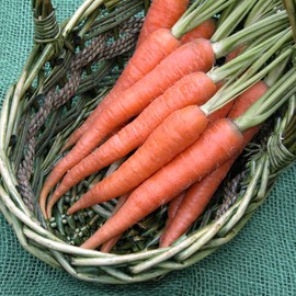 TKE Farms & Gardens - Imperator 58 Carrot Seeds for Planting, 1000+ Heirloom Non-GMO Vegetable Variety, Raised Bed Friendly, Instructions Included