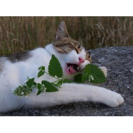 NIKA SEEDS - Herb Catmint (Catnip, Catswort, Catwort, Catnep, Field Balm, Nepeta Cataria) for Cat Heirloom - 100 Seeds