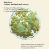 Vita Firming Enhancer Una Inyeccin Retiniana