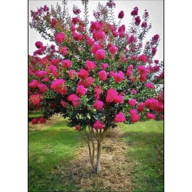 Us Seller Crepe myrtle tree seeds 50 seeds.