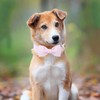Unique style paws Spring Pink Dog Collar with Bow Pet