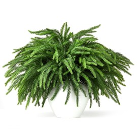 Malomke 16 Pcs 19 Inch Artificial Christmas Norfolk Pine Branches, Faux Norfolk Pine Stems Fake Greenery Pine Picks for Vase DIY Crafts Garland Wreath Xmas Indoor Home Decor (16)