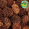 com-four® 200 x Decorative Cones Larch - Cones Decoration for