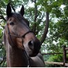 Hunters Saddlery Knotenhalfter für Pferde kompatibel mit Parelli Natural Horsemanship