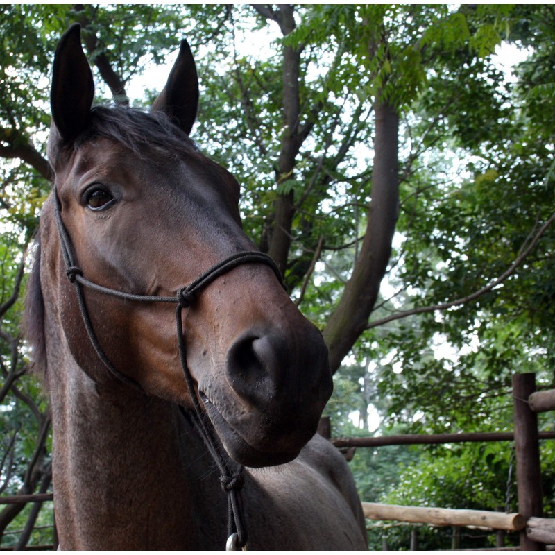 Hunters Saddlery Knotenhalfter für Pferde kompatibel mit Parelli Natural Horsemanship