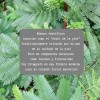 Crema De Tepezcohuite Fórmula Natural Para Regeneración