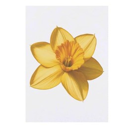 'Daffodil Flower' Temporary Tattoo - Water Resistant, Skin-Safe, Non-Toxic Transfer (TO00083529)