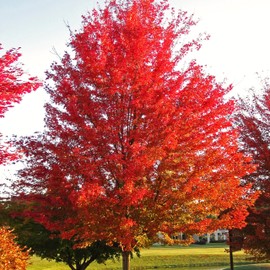 TomorrowSeeds - Red Maple Tree Seeds - 150+ Count - for 2025 Planting Acer Rubrum Illinois Scarlet Canadian Swamp Maples Autumn Northern Soft Water Perennial Trees Grow Your Own Home Farm Patio