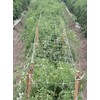 Tenax 2A150029 Hortonova Plant Trellis 48" x 250' White