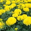 Outsidepride Marigold Yellow - 1000 Seeds